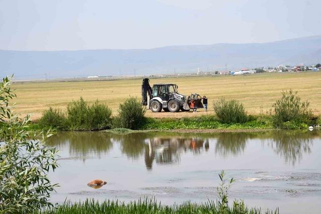 Ardahan Kura Nehri'ne düştü ve boğulmuş inek öldü! Scoop 2'nin yardımıyla kaldırıldı